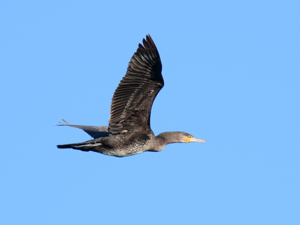 Great Cormorant