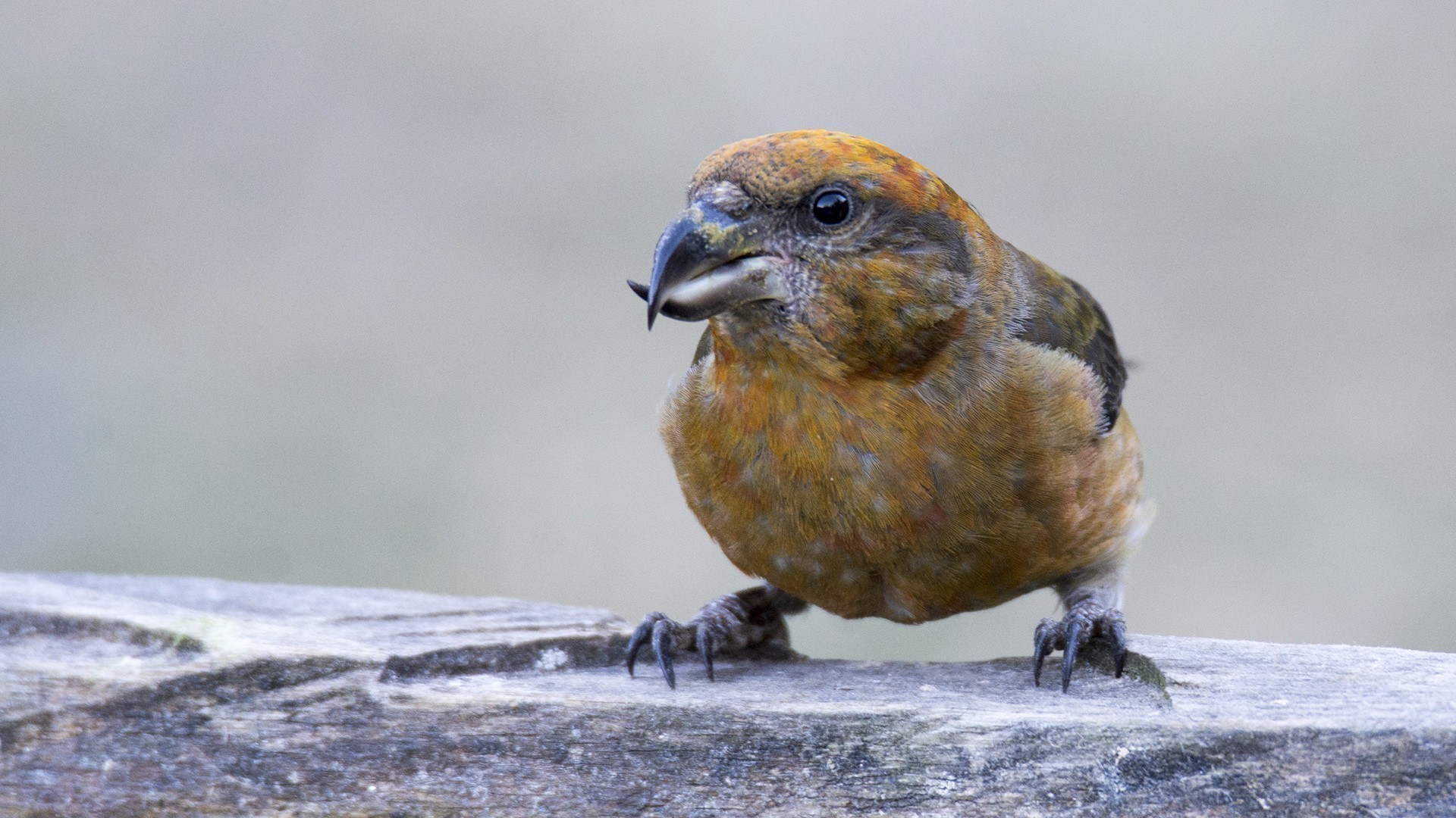 Red Crossbill