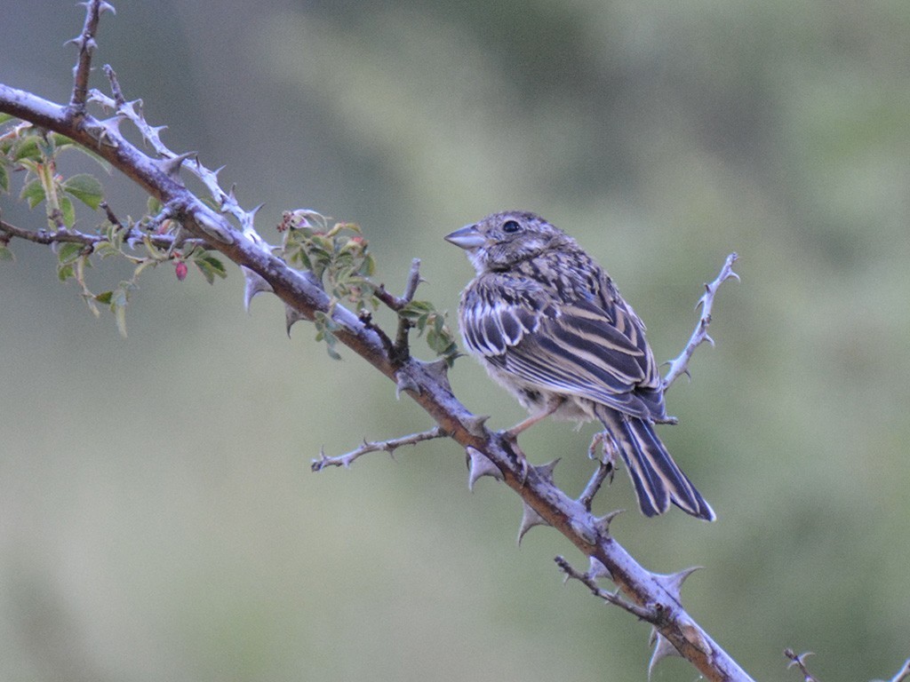 Rock Bunting