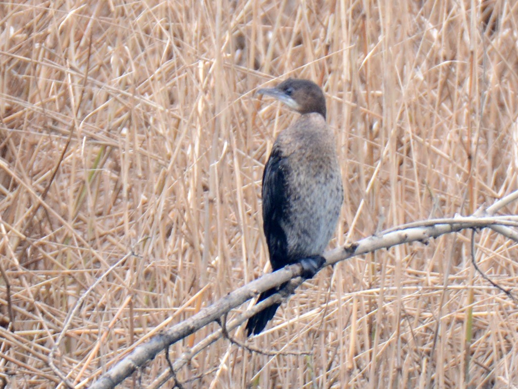 Pygmy Cormorant