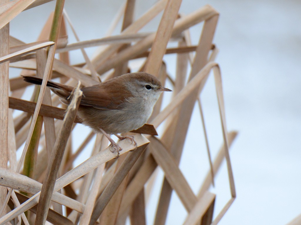 Cetti's Warbler