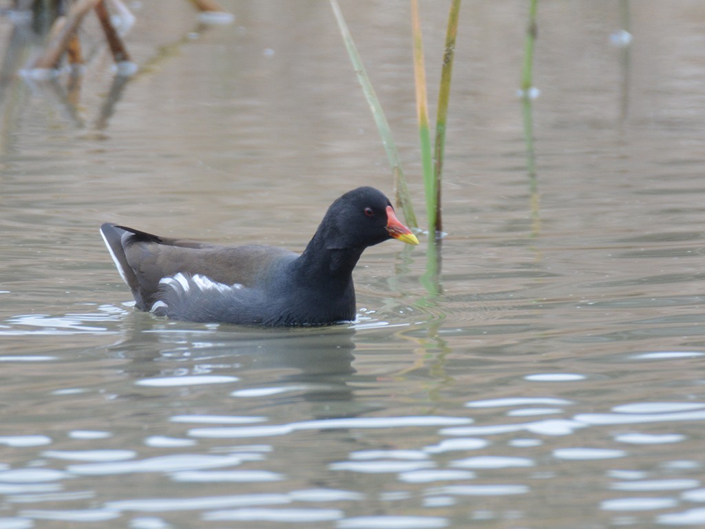 Eurasian Moorhen