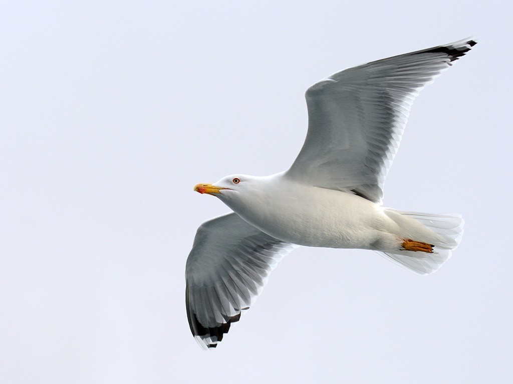 Yellow-legged Gull