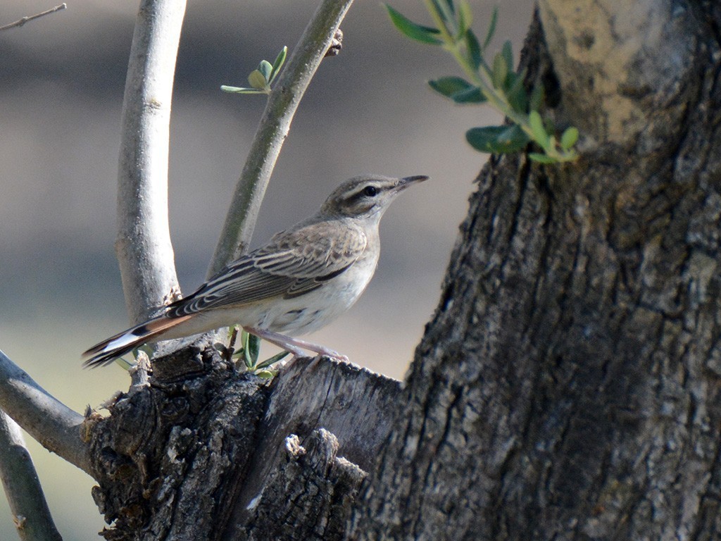 Rufous-tailed Scrub-Robin