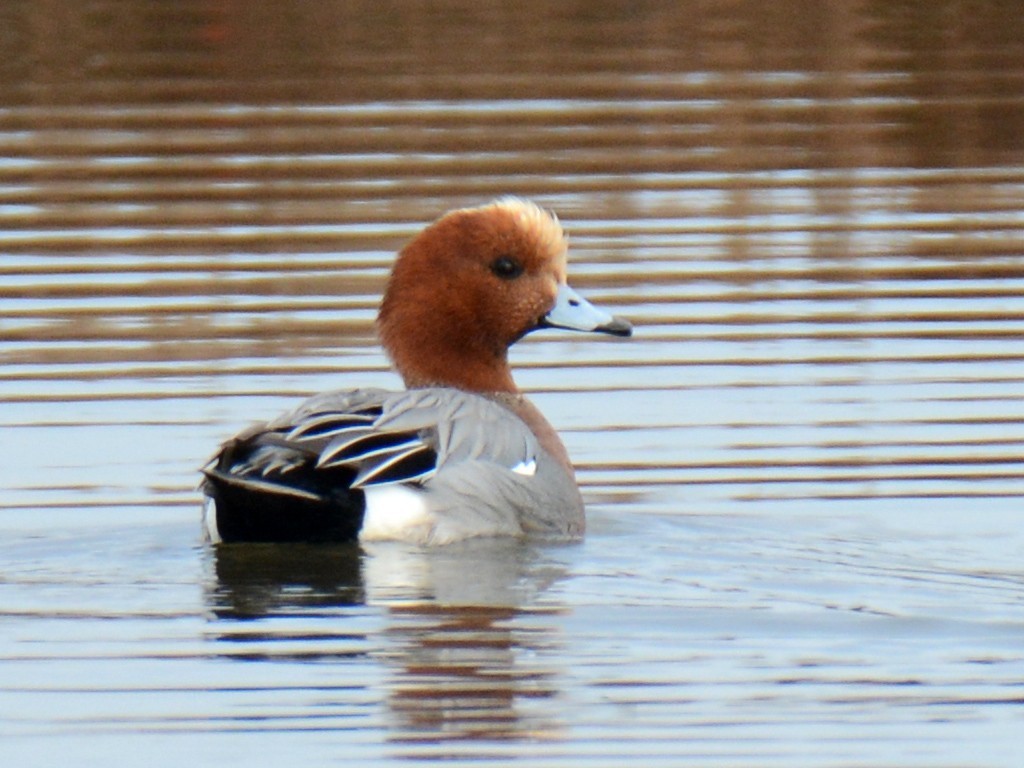 Eurasian Wigeon