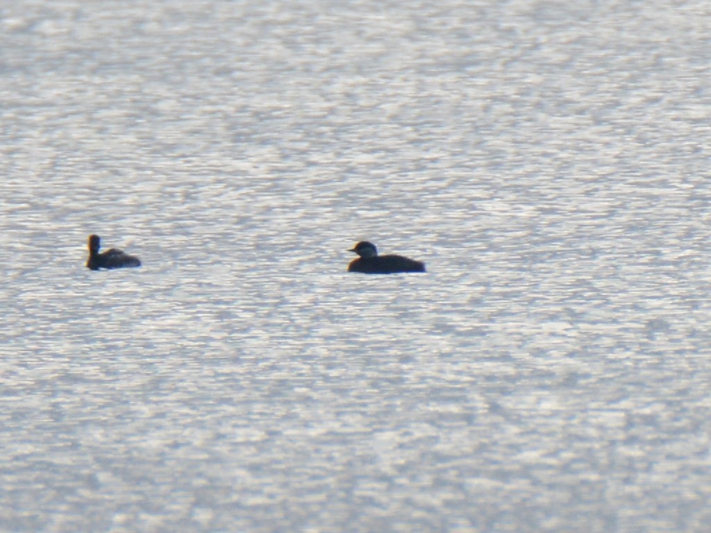 Red-necked Grebe