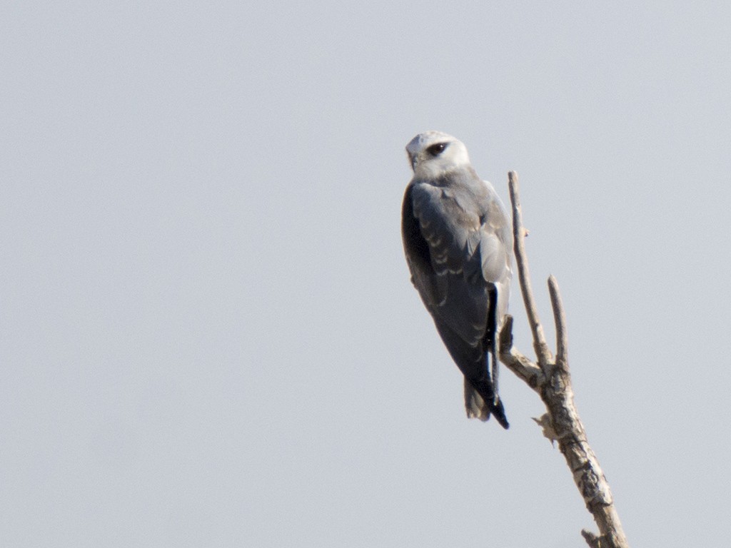 Black-winged Kite