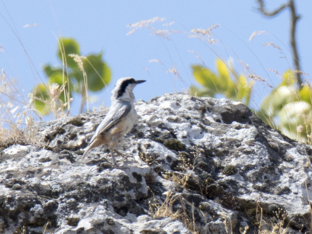 Eastern Rock Nuthatch