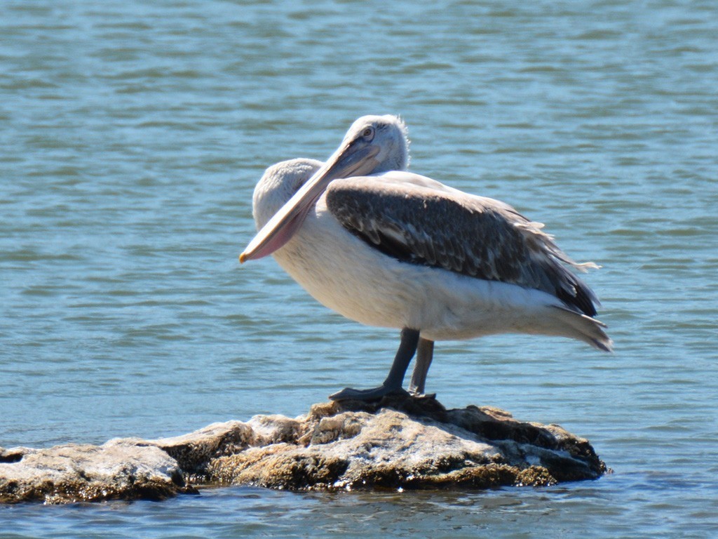 Dalmatian Pelican