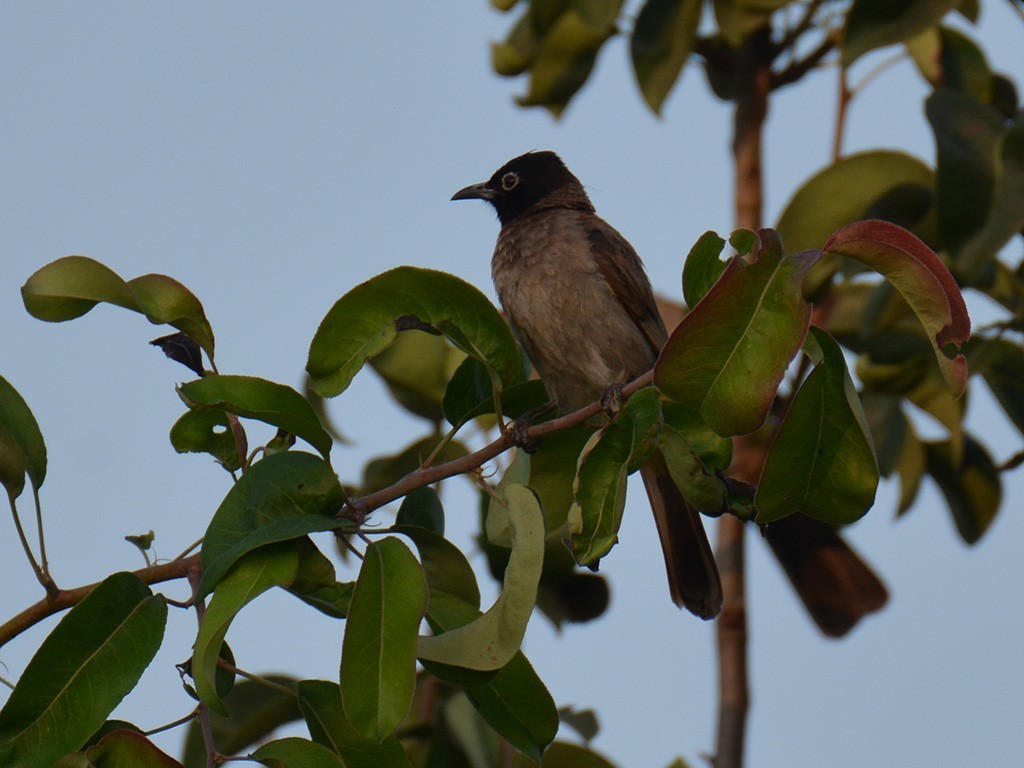 White-spectacled Bulbul