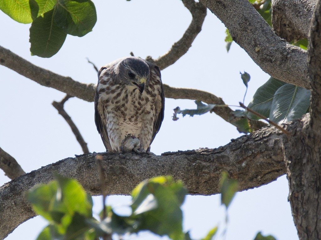 Levant Sparrowhawk