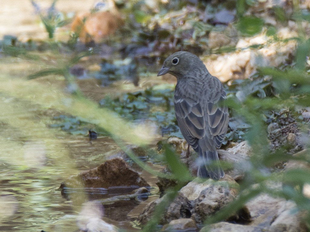 Cinereous Bunting