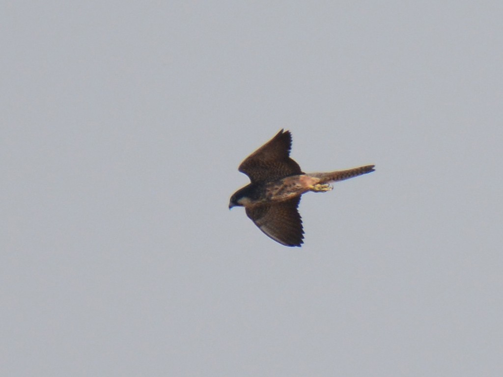 Eleonora's Falcon