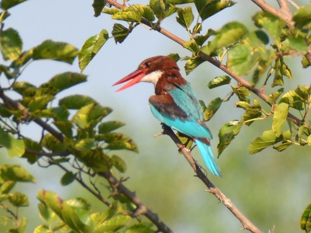 White-throated Kingfisher