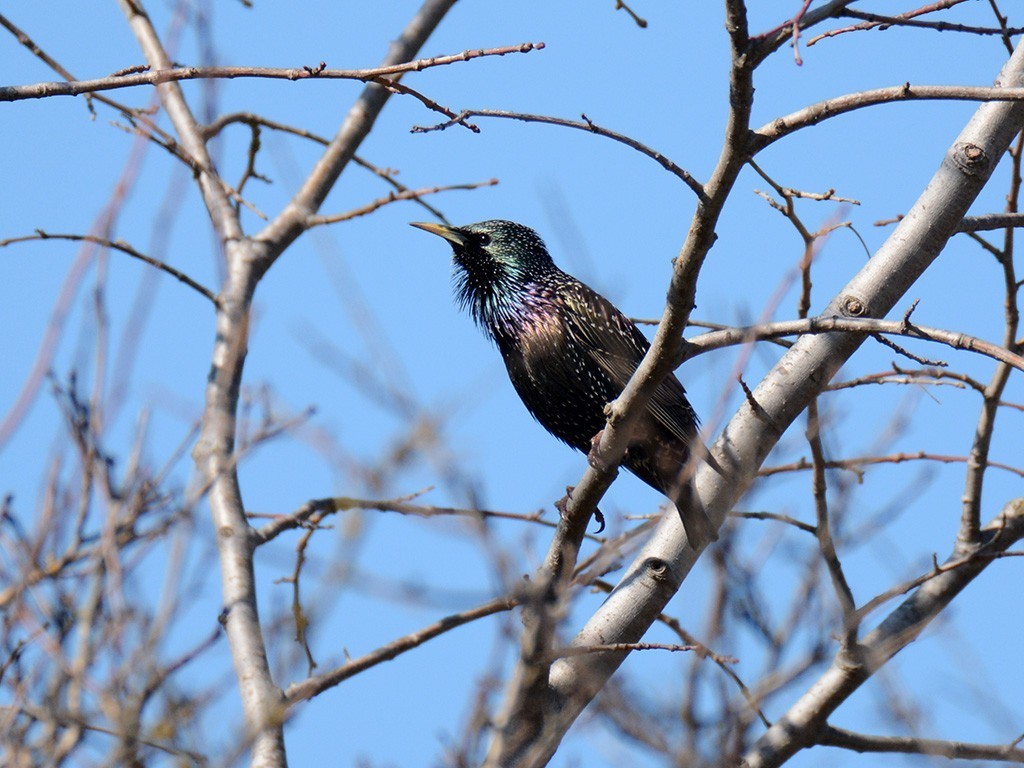 European Starling
