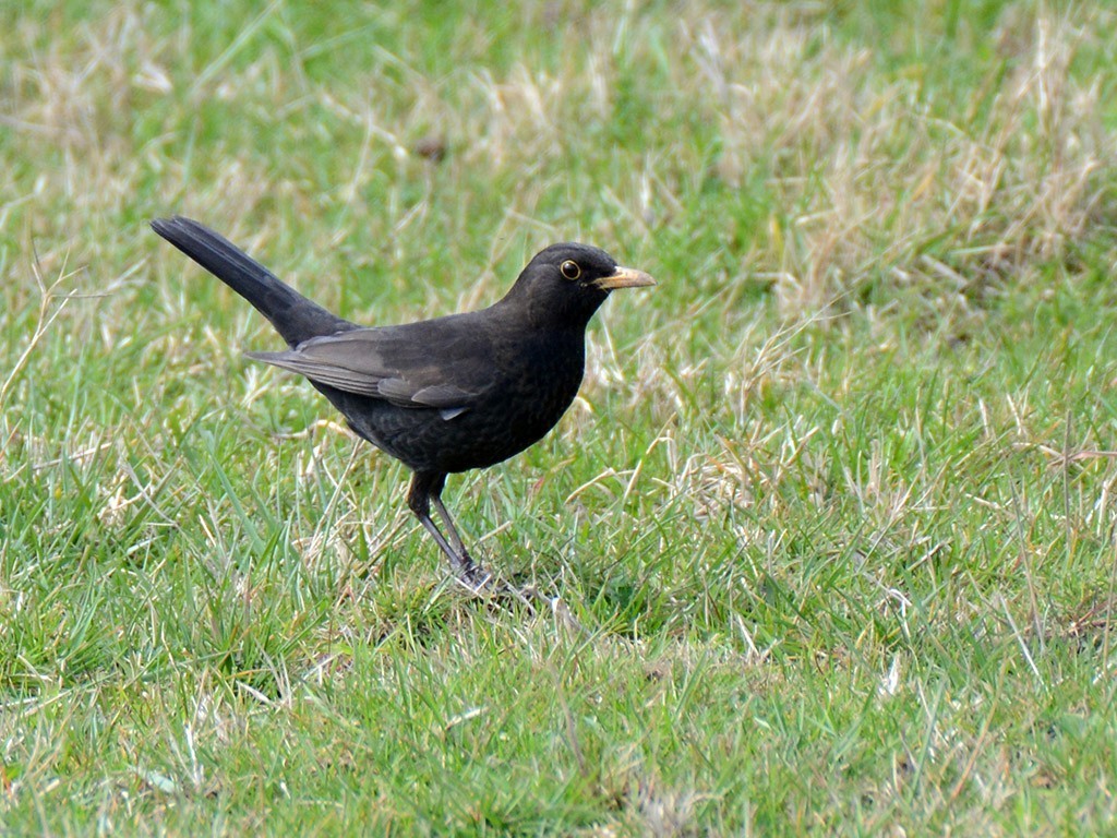 Eurasian Blackbird