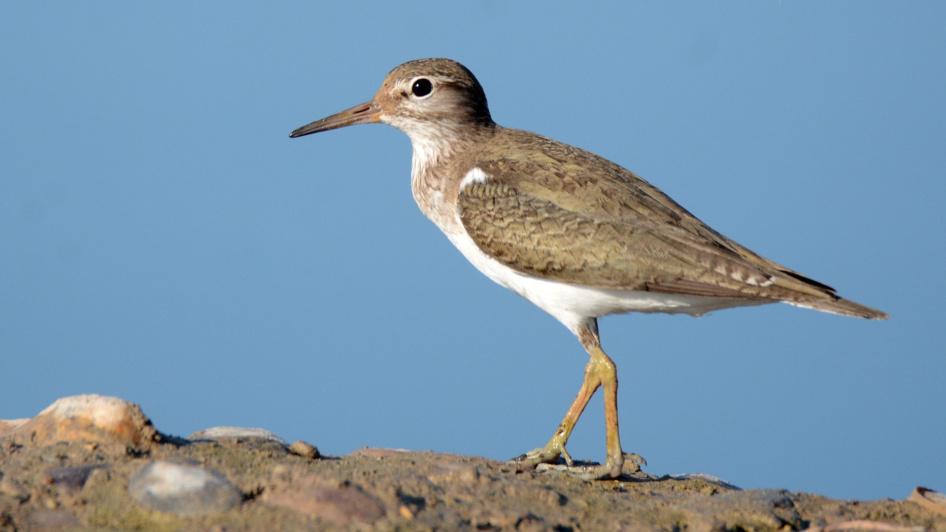 Common Sandpiper