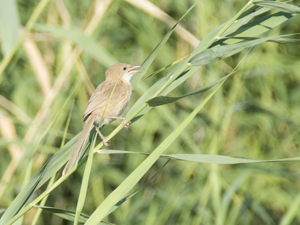 Iraq Babbler