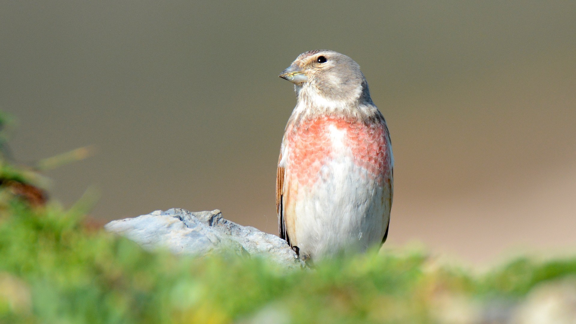 Eurasian Linnet