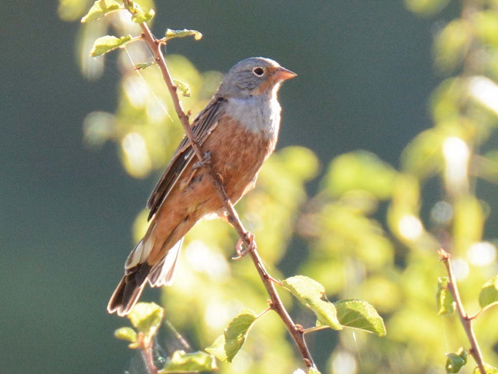 Cretzschmar's Bunting