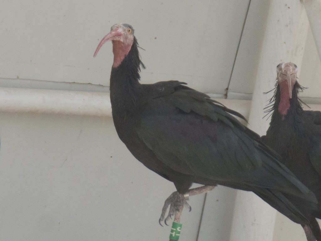 Northern Bald Ibis