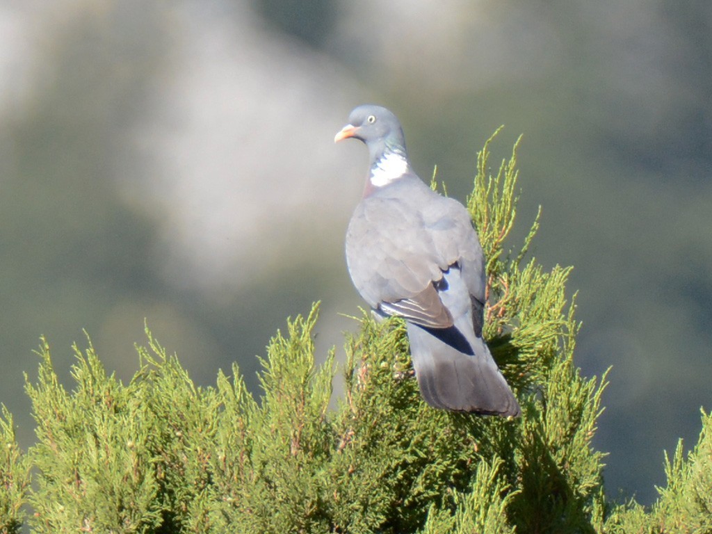 Common Wood-Pigeon