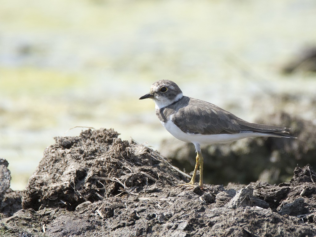 Little Ringed Plover