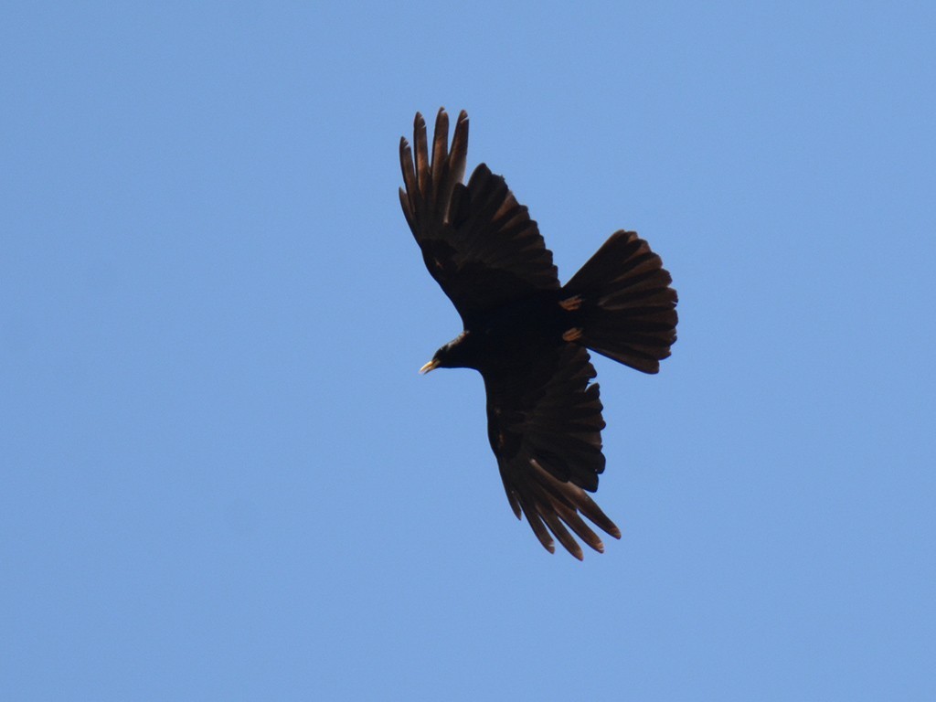 Yellow-billed Chough