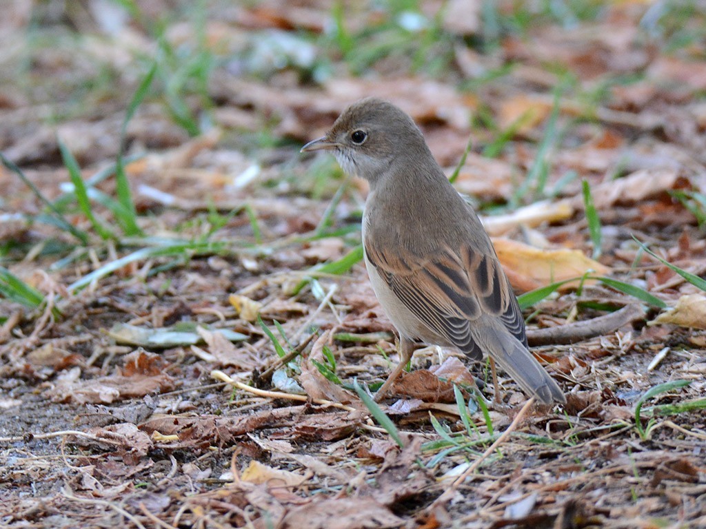 Greater Whitethroat