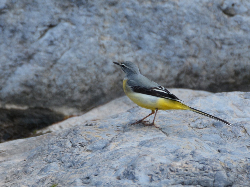Gray Wagtail