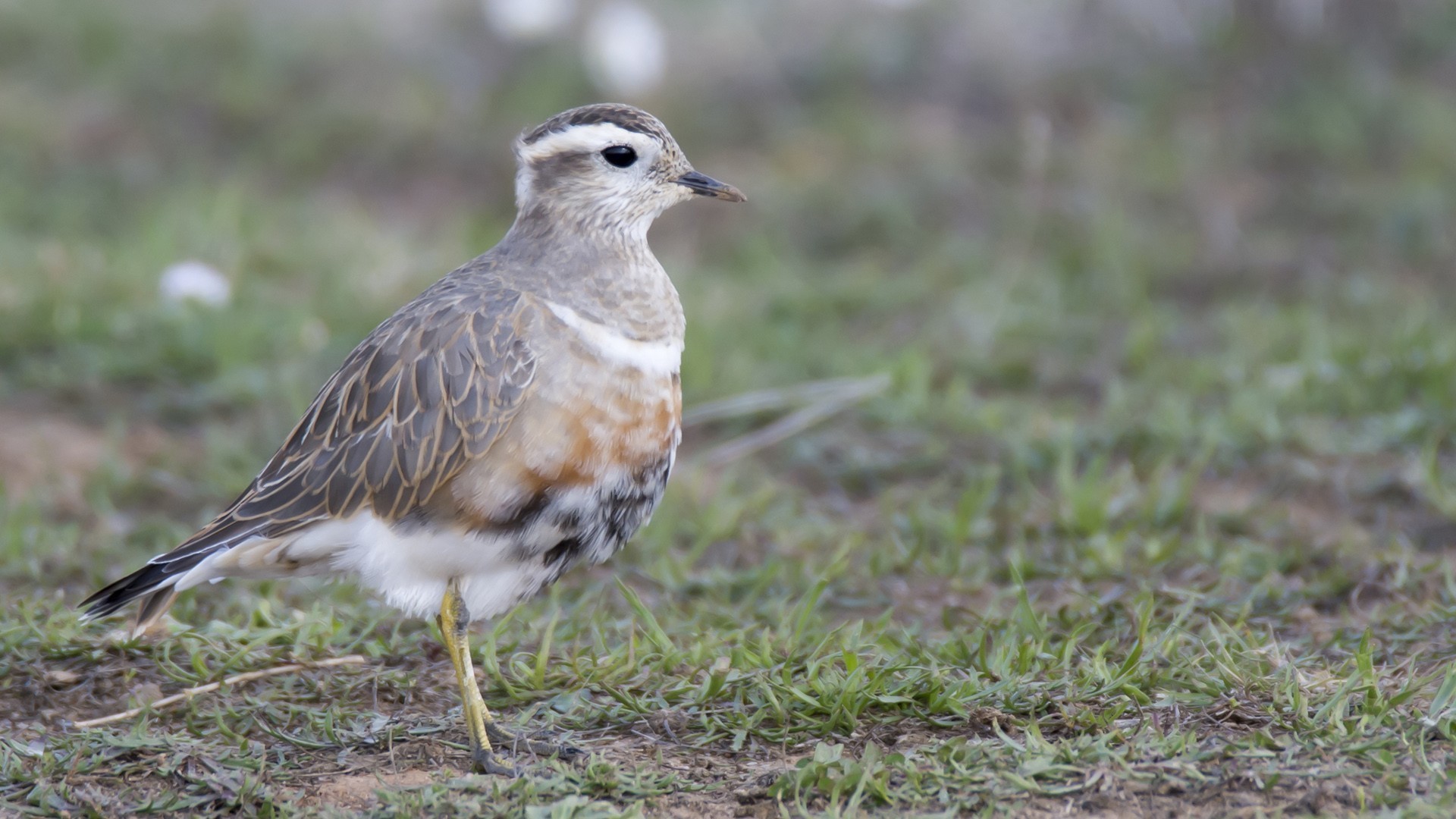 Eurasian Dotterel