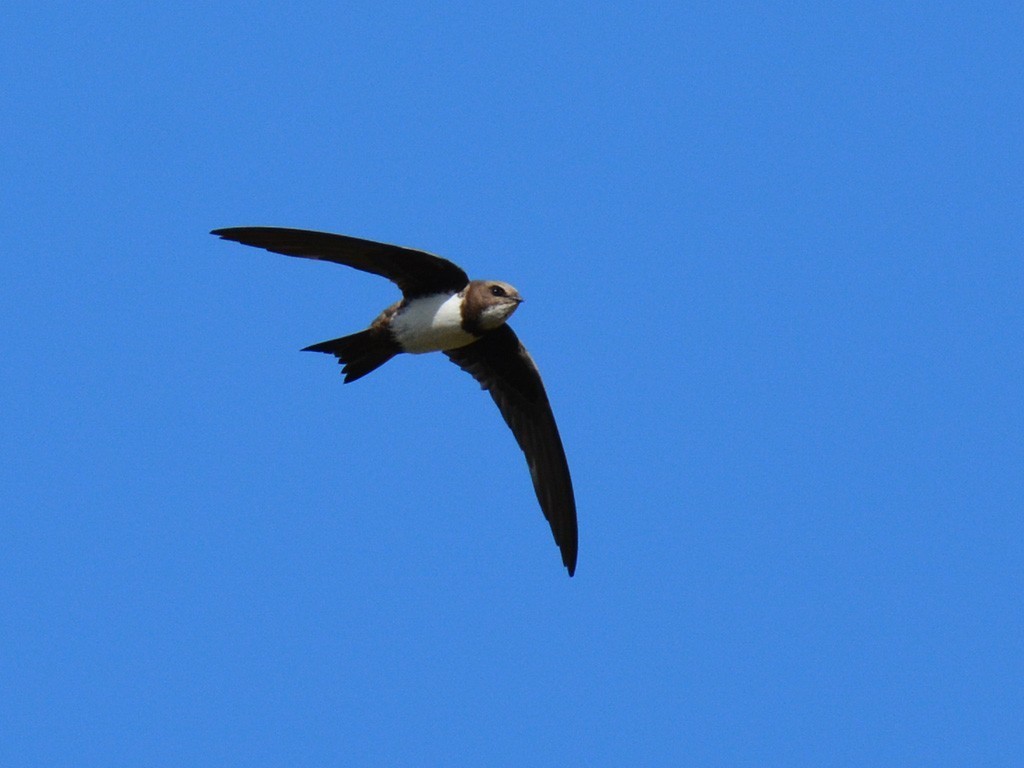 Alpine Swift