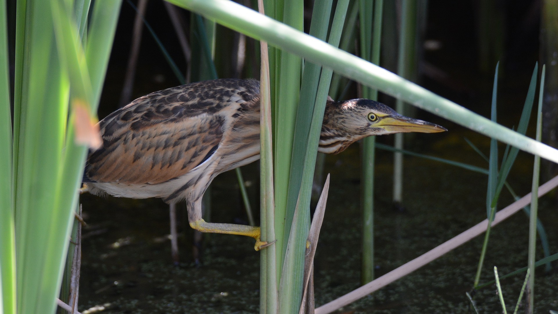 Little Bittern