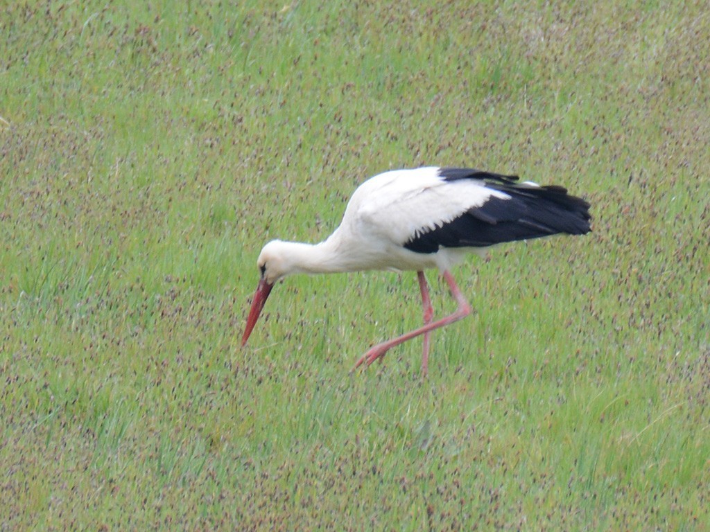 White Stork