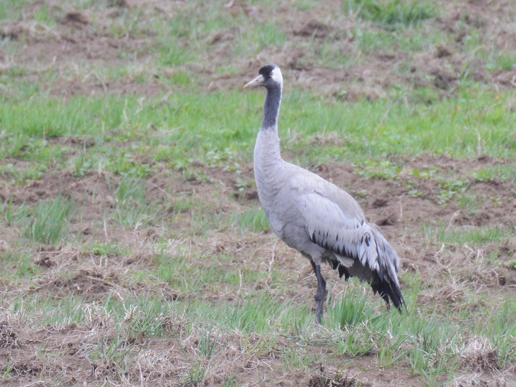 Common Crane