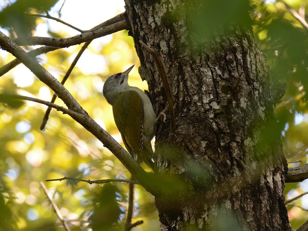 Gray-headed Woodpecker