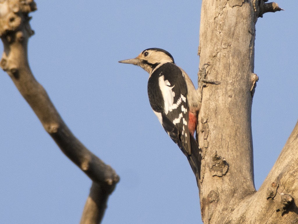 Syrian Woodpecker