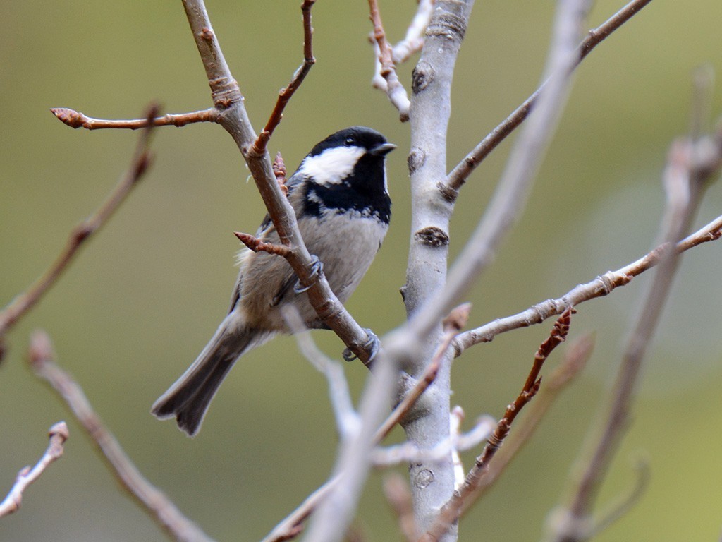 Coal Tit