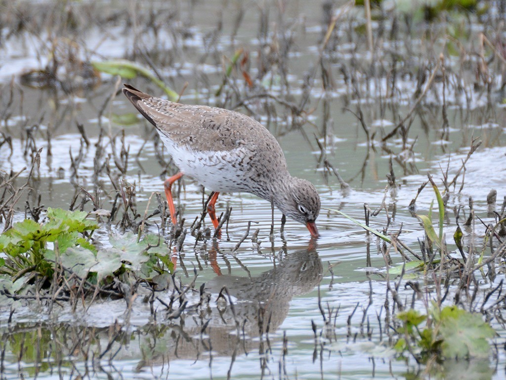 Common Redshank