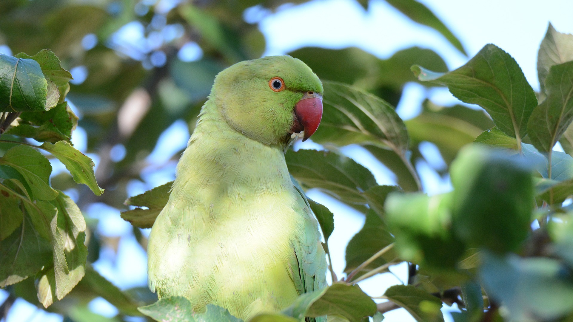 Rose-ringed Parakeet