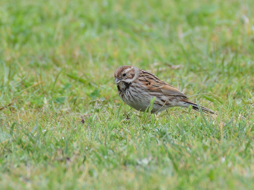 Reed Bunting
