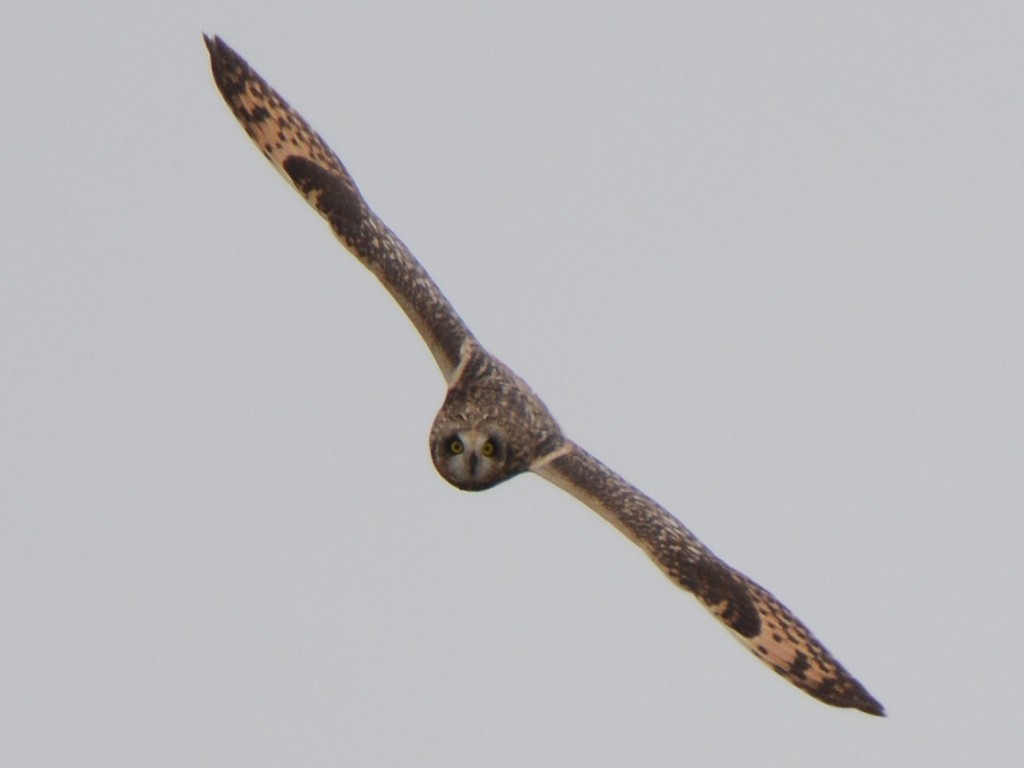 Short-eared Owl