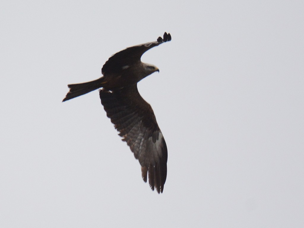Black Kite — Ana fotoğraf