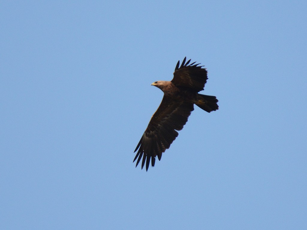 Lesser Spotted Eagle