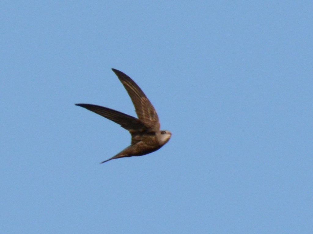 Pallid Swift