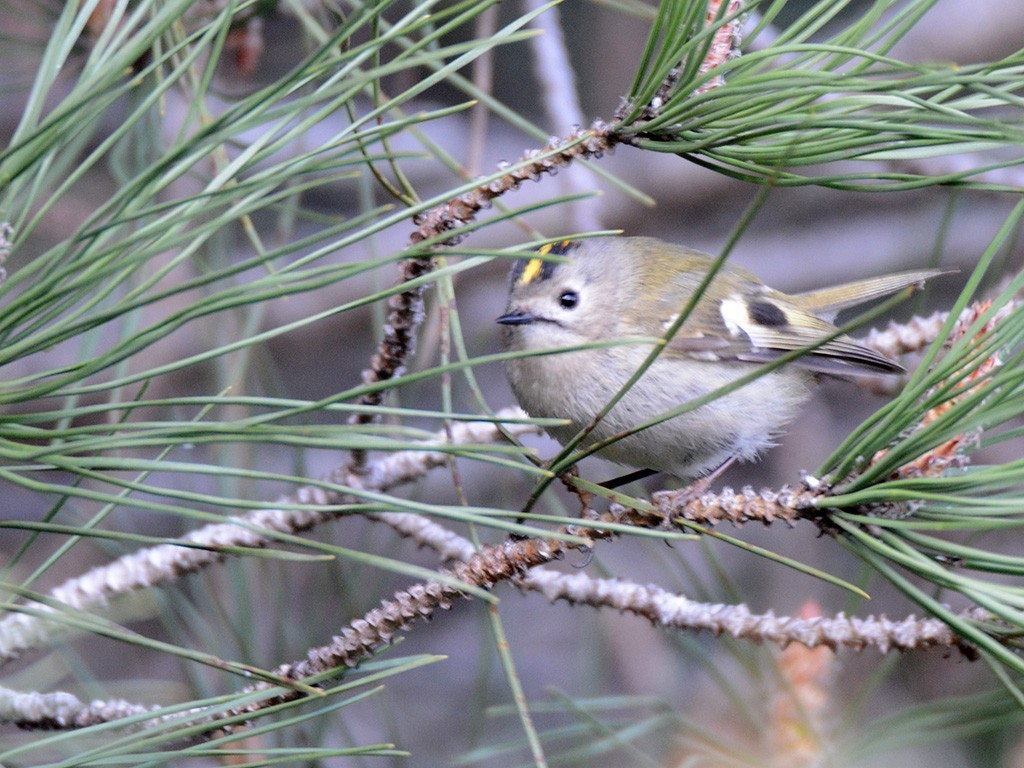 Goldcrest
