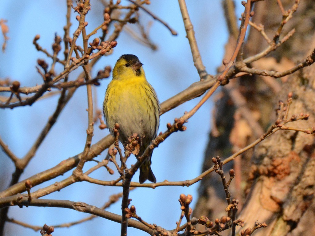 Eurasian Siskin