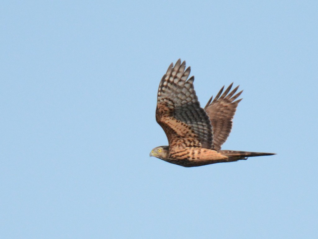 Northern Goshawk