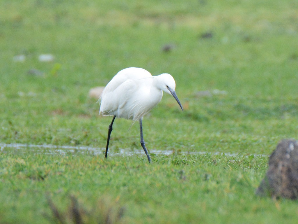 Little Egret