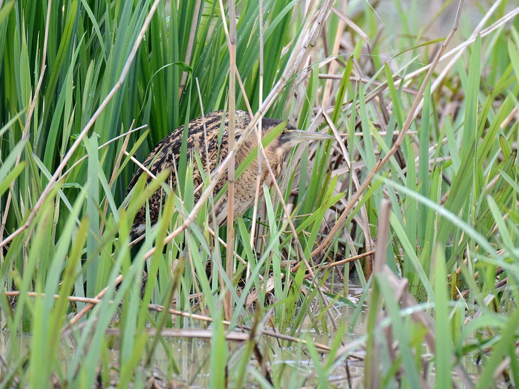 Great Bittern